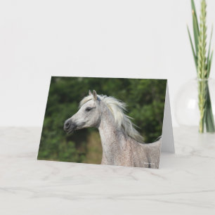 Cartão Bob Langrish   Cabeça Árabe de Cinzas