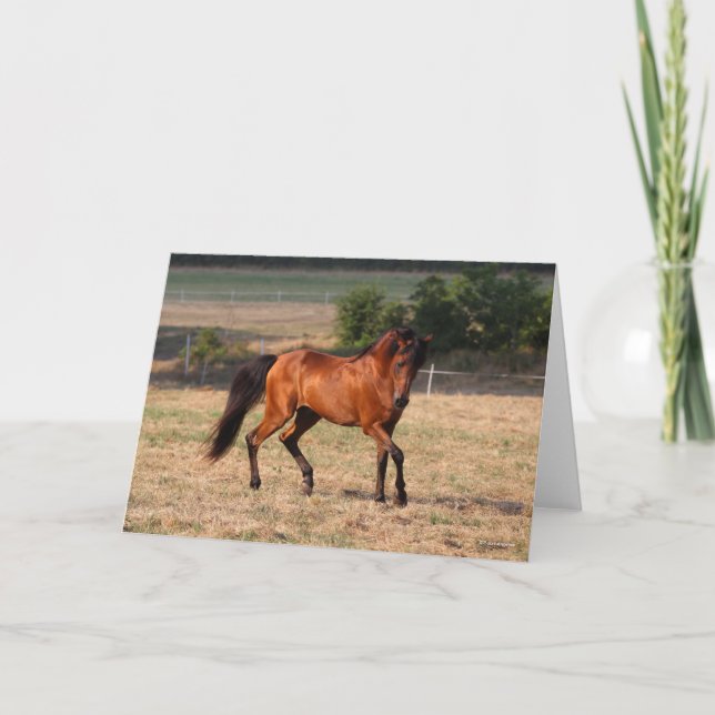 Cartão Bob Langrish | Caminhada Árabe da Baía (Frente)