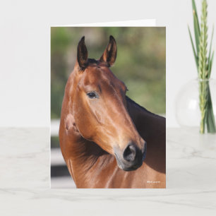 Cartão Bob Langrish Captura de cabeça de Bay Andalucian