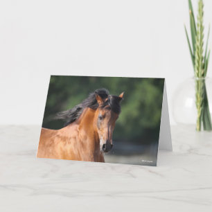 Cartão Bob Langrish Captura de cabeça de Bay Arab