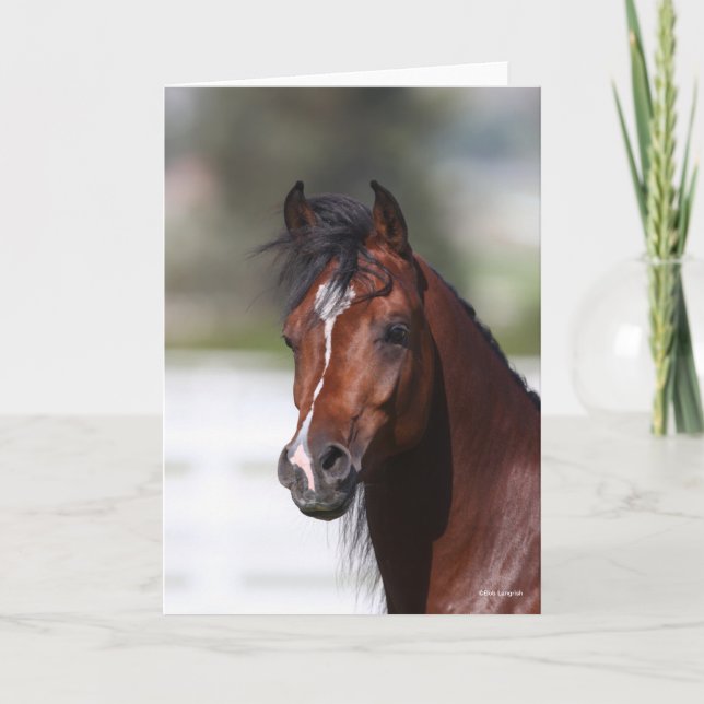 Cartão Bob Langrish | Captura de Cabeça de Bay Arab Colt (Frente)