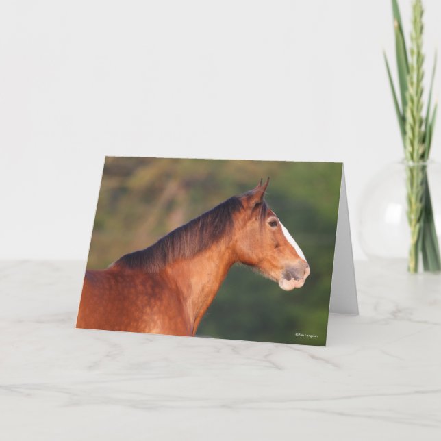 Cartão Bob Langrish | Captura de cabeça de Bay Clydesdale (Frente)