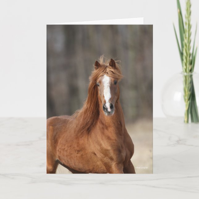 Cartão Bob Langrish | Captura de cabeça de Chestnut Hackn (Frente)