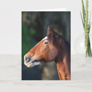 Cartão Bob Langrish Captura de cabeça de Clydesdale