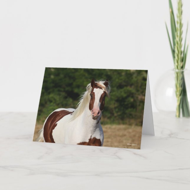 Cartão Bob Langrish | Captura de cabeça de Pinto Haflinge (Frente)