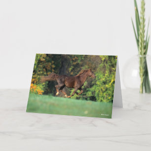 Cartão Bob Langrish   Cavalo Castanho-Montanha-Rochosa Co