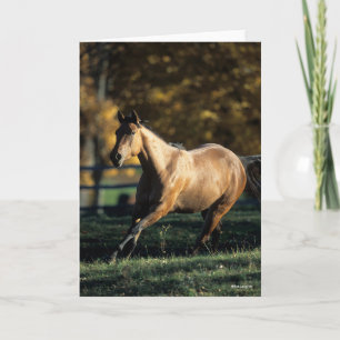 Cartão Bob Langrish Cavalo Trimestre De Arco