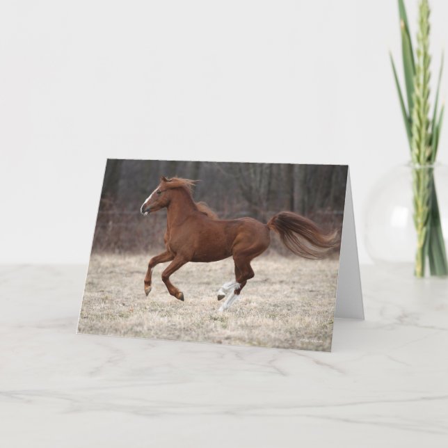Cartão Bob Langrish | Chestnut Hackney Pony Running (Frente)