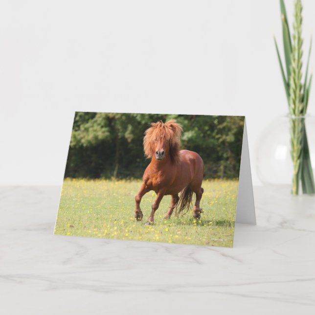 Cartão Bob Langrish | Chestnut Shetland Pony Stallion (Frente)