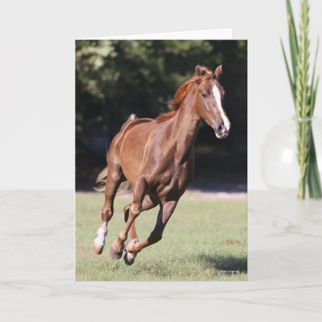 Cartão Bob Langrish | Chestnut Tennessee Walker Runker (Frente)