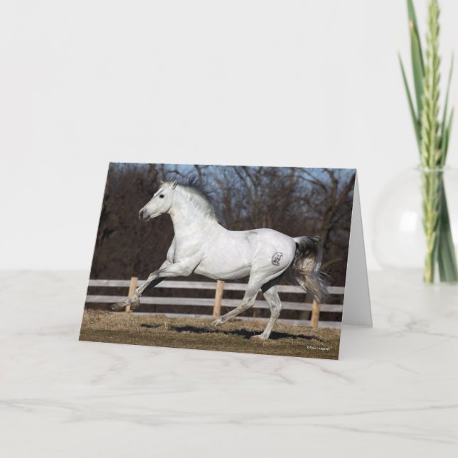 Cartão Bob Langrish | Cinza Andalucian Stallion Running (Frente)