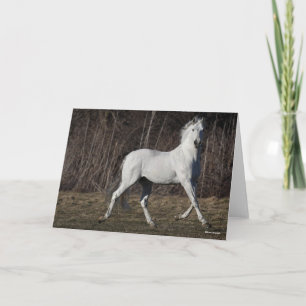 Cartão Bob Langrish Cinza Andalucian Stallion Walking