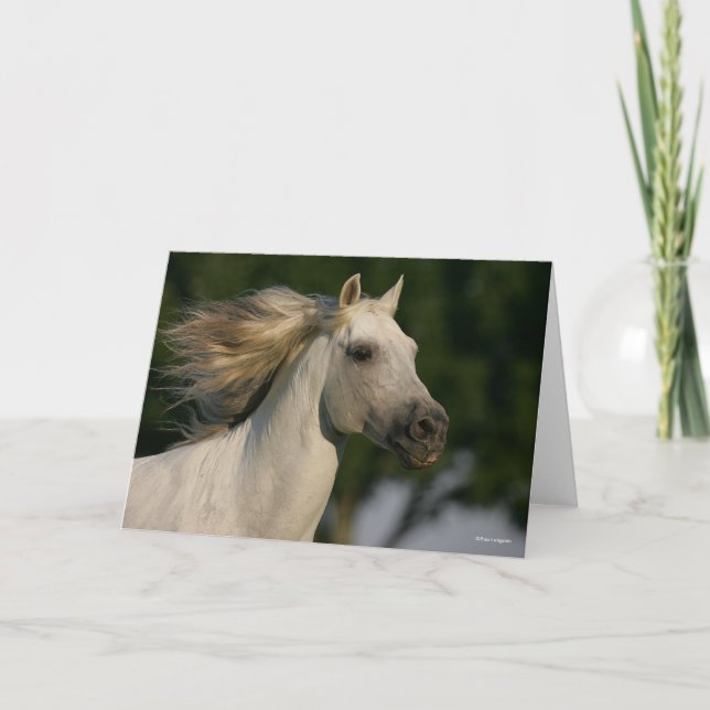 Cartão Bob Langrish Cinza Andaluciano Mane Fluindo (Frente)