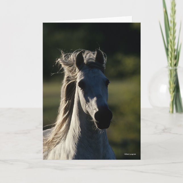 Cartão Bob Langrish | Cinza Andaluzia com iluminação tras (Frente)