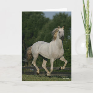 Cartão Bob Langrish   Cinza Andaluzia em Execução