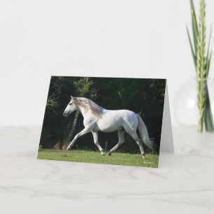 Cartão Bob Langrish   Cinza Lusitano Stallion