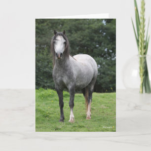 Cartão Bob Langrish Cinza Welsh Pony