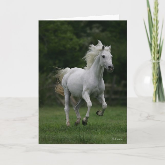 Cartão Bob Langrish | Cinzas árabes em movimento (Frente)