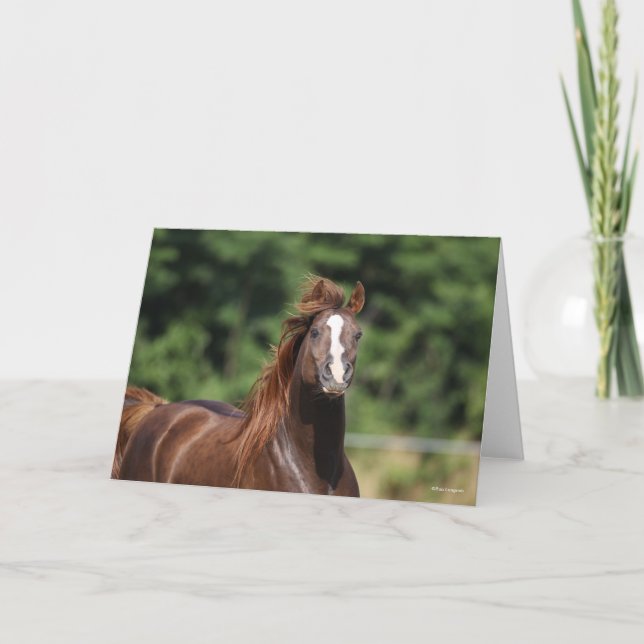 Cartão Bob Langrish | Coluna Árabe de Castanheiro (Frente)