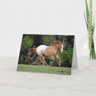 Cartão Bob Langrish   Corrente Appaloosa