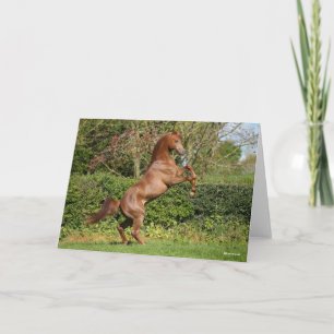 Cartão Bob Langrish Criação do Estalão Árabe de Castanh