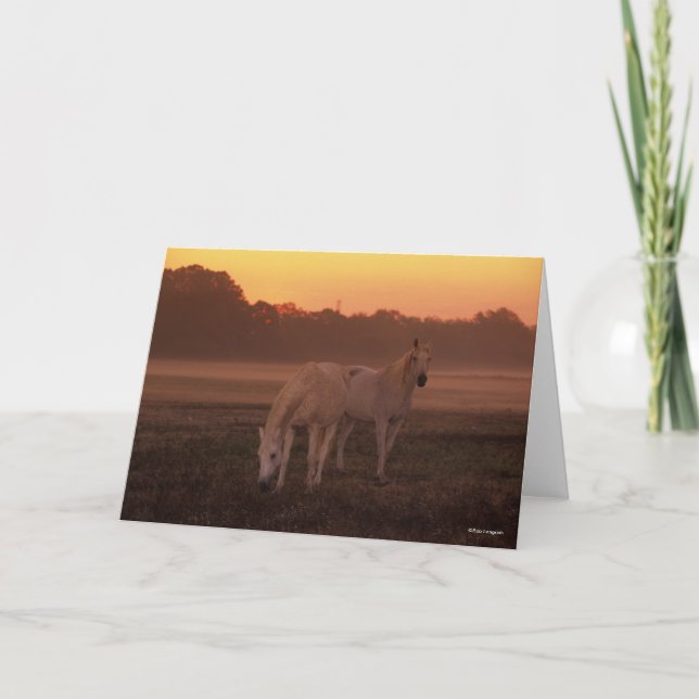 Cartão Bob Langrish | Dois Cavalos Árabes Cinzas (Frente)