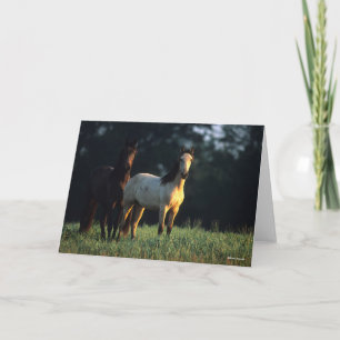 Cartão Bob Langrish Dois Mustangs Kiger Permanentes