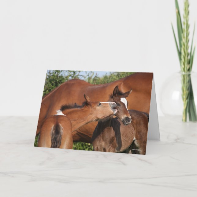 Cartão Bob Langrish | Dois Pais De Cavalo Desportivos Irl (Frente)