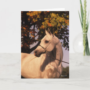 Cartão Bob Langrish Estalão Árabe da Cinza 4