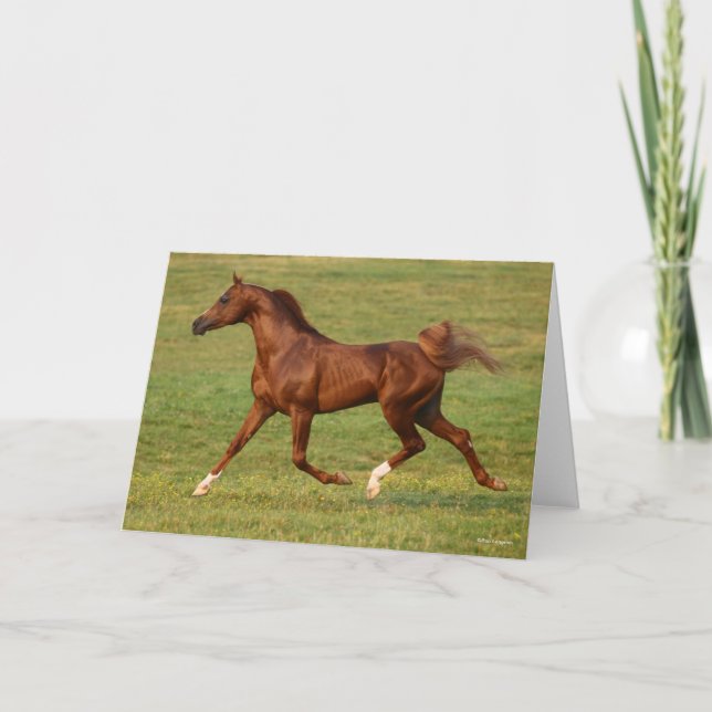 Cartão Bob Langrish | Estalão Árabe de Castanheiro em Cor (Frente)