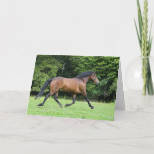 Cartão Bob Langrish   Estalão de Pony Florestal Novo