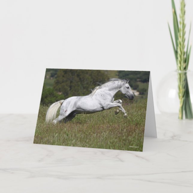 Cartão Bob Langrish Grey Andalucian Leaping Through Grass (Frente)