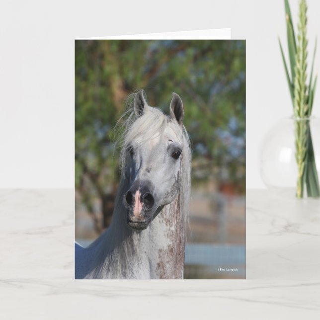 Cartão Bob Langrish | Grey Arab Stallion Headshot (Frente)