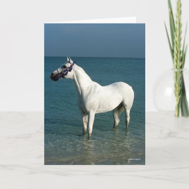 Cartão Bob Langrish | Grey Arab Standing In The Sea (Frente)