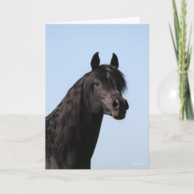 Cartão Bob Langrish | Imagem de Black Arab Stallion (Frente)