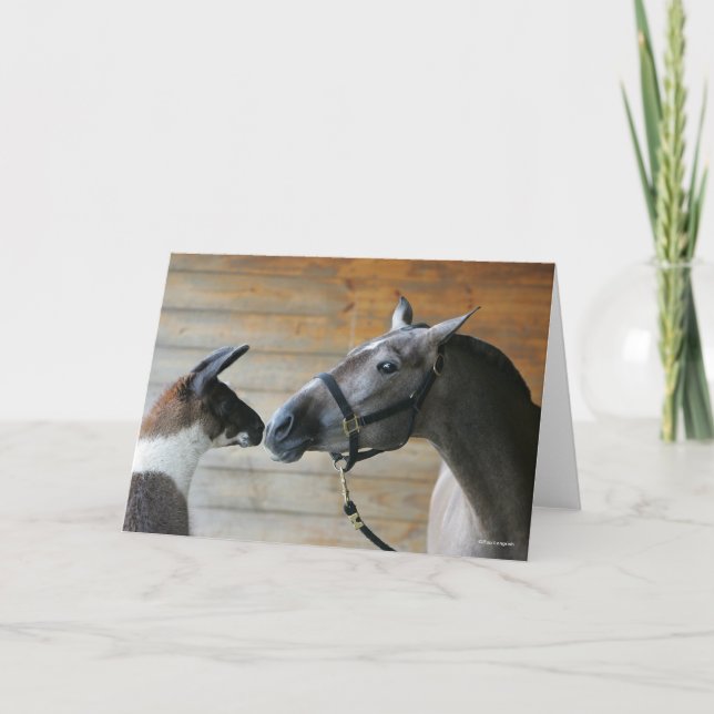 Cartão Bob Langrish Llama e o Capa do Encontro Andalucian (Frente)