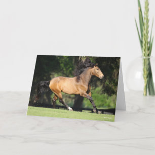 Cartão Bob Langrish   Lusitano de proteção