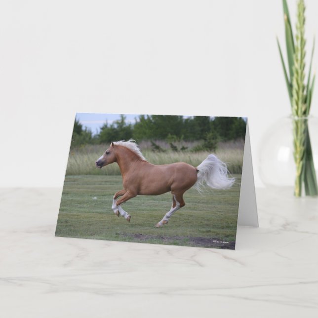 Cartão Bob Langrish | Palomino Welsh Pony Running (Frente)