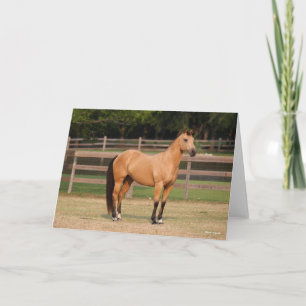 Cartão Bob Langrish   Pele de bico Quarto Cavalo em Pé de