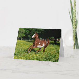 Cartão Bob Langrish Pinto Oldenburg Correndo em flores