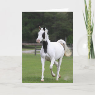 Cartão Bob Langrish Pinto Warmblood