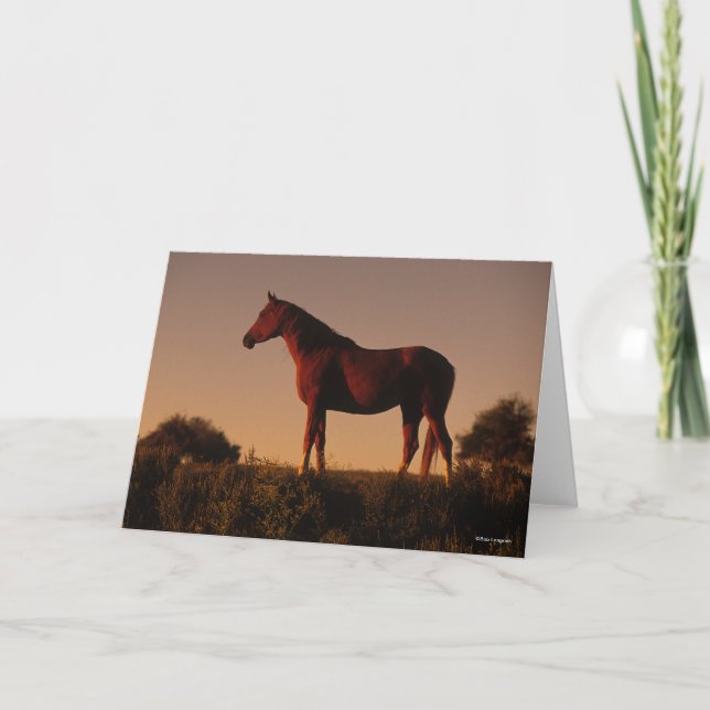 Cartão Bob Langrish | Posição Árabe Ao Sol (Frente)