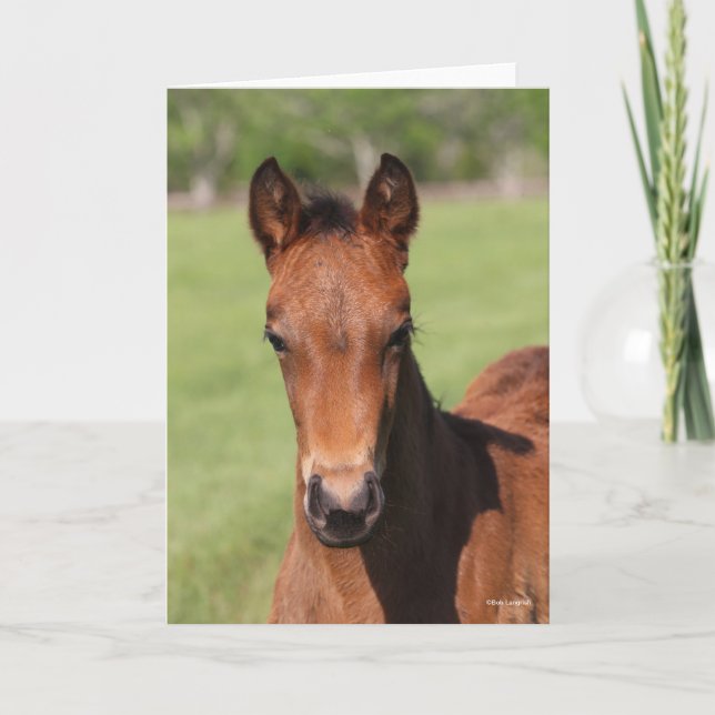 Cartão Bob Langrish | Quarter Horse Foal Headshot (Frente)