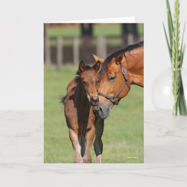 Cartão Bob Langrish Quarter Horse Mare e Foal Cuddling (Frente)