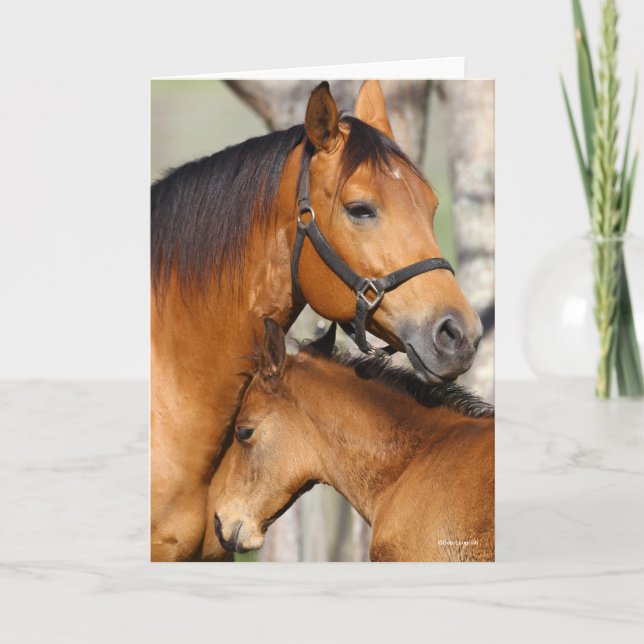 Cartão Bob Langrish Quarter Horse Mare e Foal Headshot (Frente)