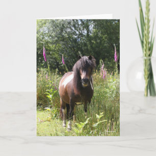 Cartão Bob Langrish Shetland Pony Por Flores