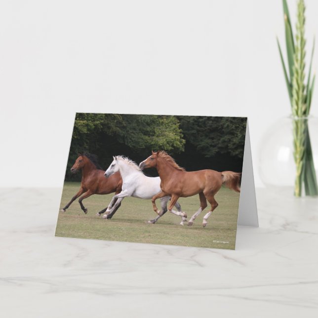 Cartão Bob Langrish | Três Cavalos Árabes Juntos (Frente)