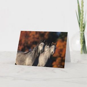 Cartão Bob Langrish Três Cinzas Árabes Juntos