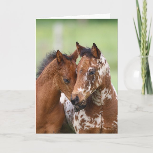 Cartão Bob Langrish | Two Appaloosa Foals Meeting (Frente)