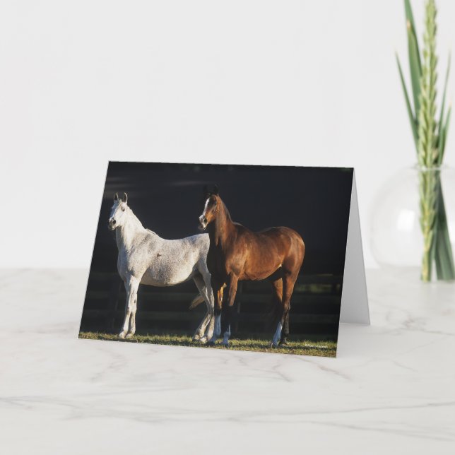 Cartão Bob Langrish | Two Arab Mares Standing In Sunlight (Frente)